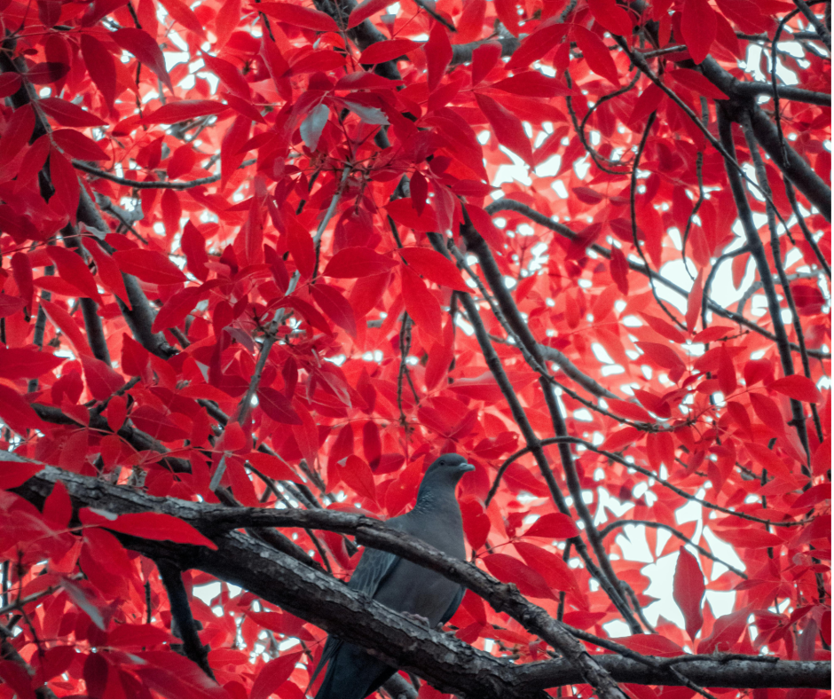 Compress Red Tree